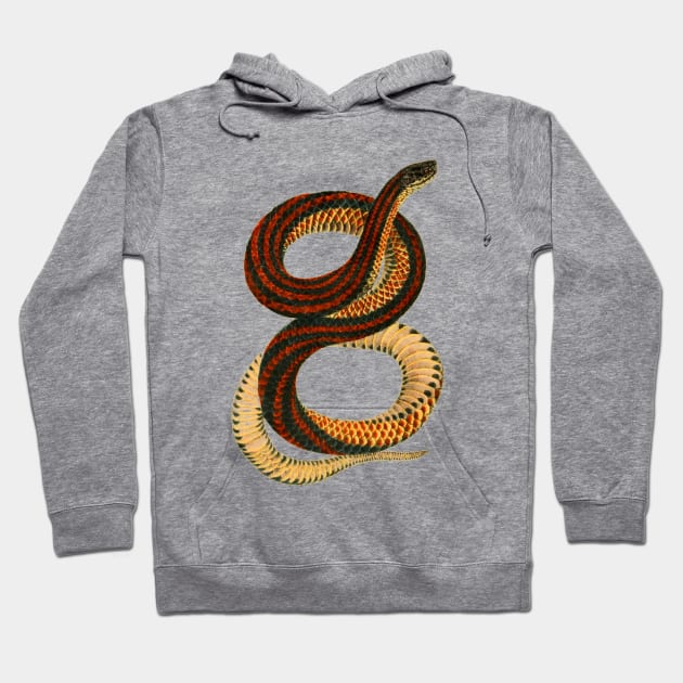 erpent,cobra,reptile,viper,venom,lizard,rattlesnake,king cobra Hoodie by vabontchi